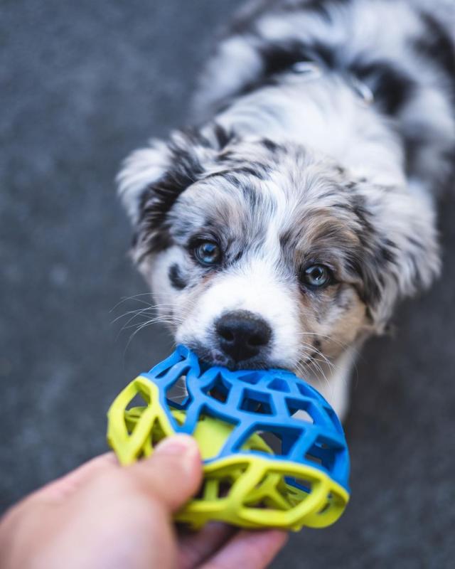 Australian Shepherd Puppies for Adoption( mariathomas3443@gmail.com) Image eClassifieds4u