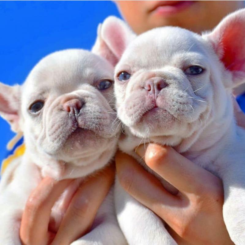 French bulldogs for adoption (clintonrinyuh@gmail.com) Image eClassifieds4u
