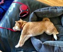 Shiba inu Puppies Looking For Their Forever Home (smithaiden723@gmail.com) Image eClassifieds4u 2