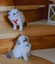 Adorable Ragdoll kitten for Adoption contact (clintonrinyuh@gmail.com) Image eClassifieds4u 1