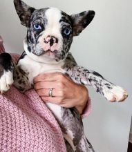 Excellent French Bulldog Puppies Available For AdoptionEmail us @(bensilas75@gmail.com) Image eClassifieds4u 1