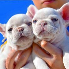 French bulldogs for adoption (clintonrinyuh@gmail.com) Image eClassifieds4U