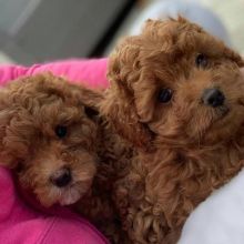 Lovely cavapoo Puppies available For Adoption Email us @(jeffmarcus963@gmail.com) Image eClassifieds4u 2
