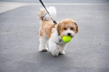 WONDERFUL HAVANESE PUPPIES READY FOR adoption (jaysonstes@gmail.com) Image eClassifieds4u 2