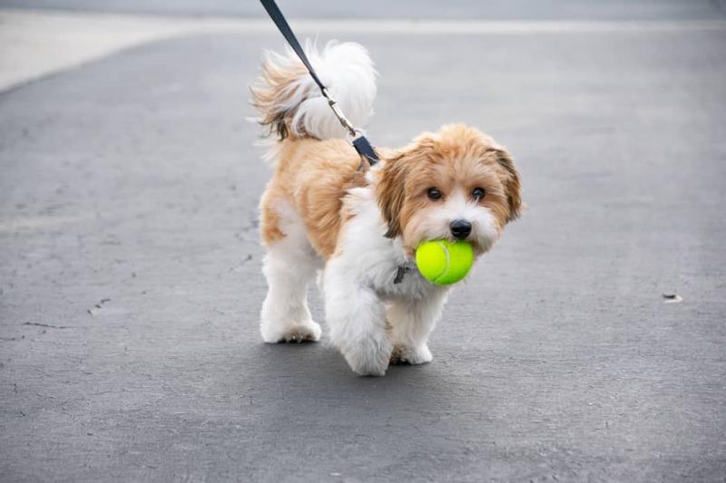 WONDERFUL HAVANESE PUPPIES READY FOR adoption (jaysonstes@gmail.com) Image eClassifieds4u