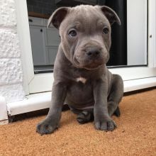 Blue nose American pit bull puppies Ready For A New Home