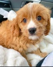 Cavapoo male and female puppies for adoption