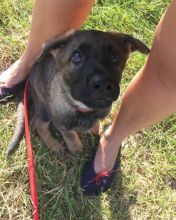 German Shepherd puppies ready for adoption