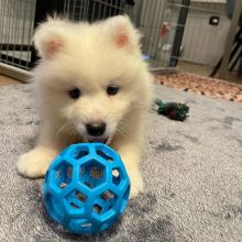 Male and female Samoyed puppies
