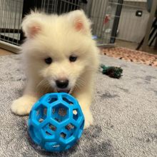 male and female Samoyed puppies