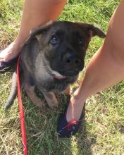 two German Shepherd puppies available