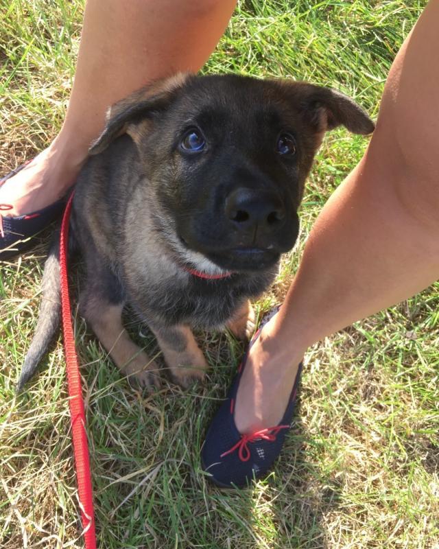 lovely male and female German Shepherd Puppies Image eClassifieds4u