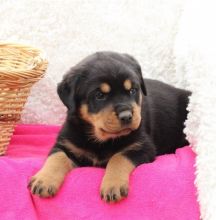 Rottweiler puppies, male and female for adoption Image eClassifieds4U