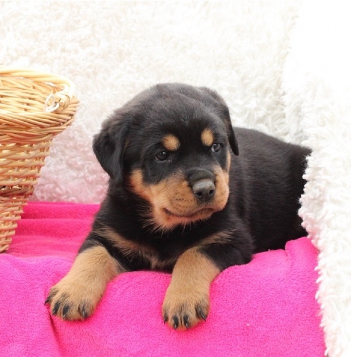 Rottweiler puppies, male and female for adoption Image eClassifieds4u