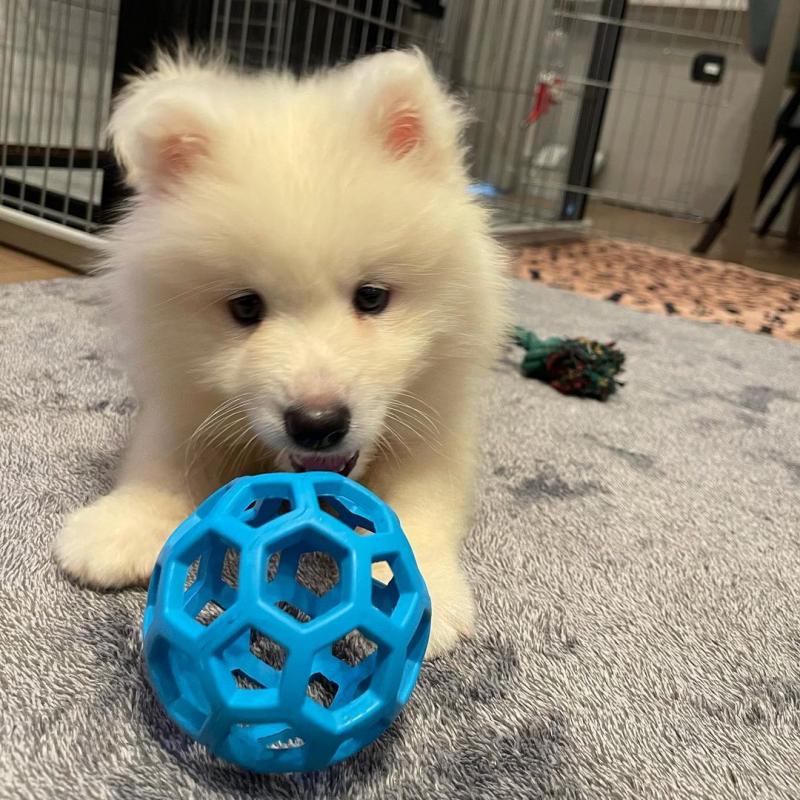 Samoyed puppies for adoption Image eClassifieds4u
