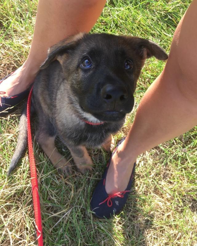 two adorable German Shepherd puppies Image eClassifieds4u