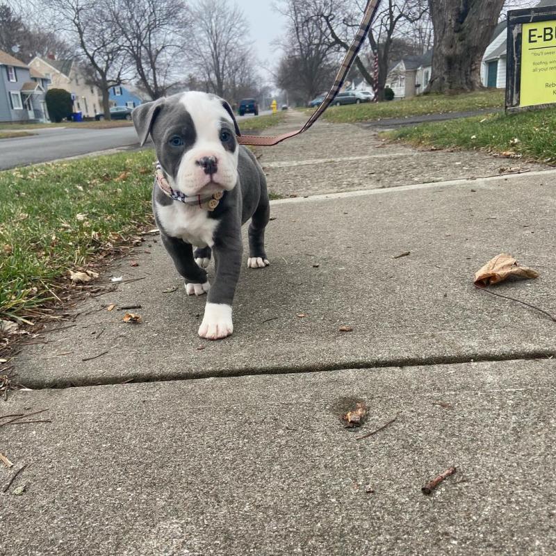 🐶🐶 HEALTHY C.K.C BLUE NOSE AMERICAN PITBULL TERRIER PUPPIES 🐶🐶 Image eClassifieds4u