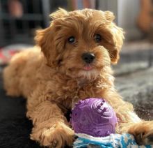 Cavapoo Puppies For Adoption