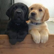 Labrador Retriever Puppies For Adoption