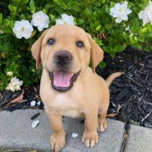 Labrador Retriever Puppies For Adoption