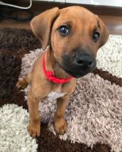 male and female Rhodesian Ridgeback Puppies