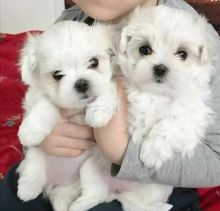 Maltese Puppies Available Male & Female. contact( clintonrinyuh@gmail.com)