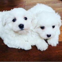 Maltese Puppies Available Male & Female. contact( clintonrinyuh@gmail.com)