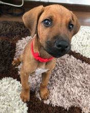 Marvelous male and female Rhodesian Ridgeback puppies for adoption