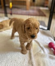 Mini Goldendoodle Puppies