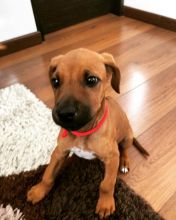 Rhodesian Ridgeback puppies