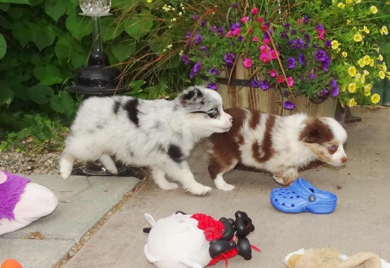 Australian Shepherd Puppies Ready 716 402 8078 Image eClassifieds4u