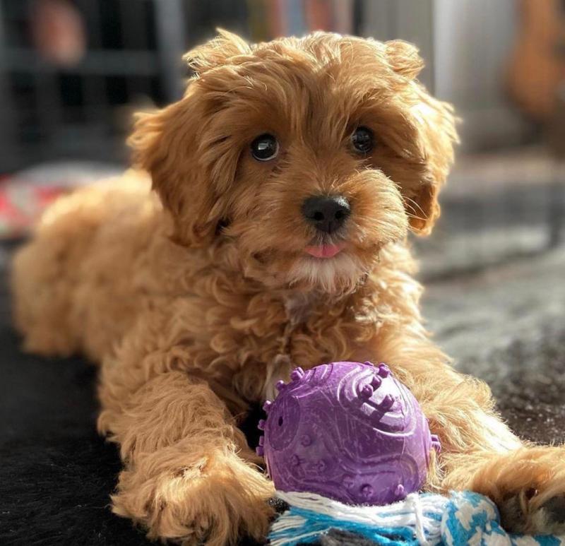 Cavapoo Puppies For Adoption Image eClassifieds4u