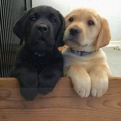 Labrador Retriever Puppies For Adoption Image eClassifieds4u