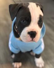 🐶🐶 HEALTHY C.K.C BLUE NOSE AMERICAN PITBULL TERRIER PUPPIES 🐶🐶 Image eClassifieds4U