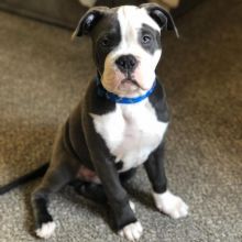 🐶🐶 HEALTHY C.K.C BLUE NOSE AMERICAN PITBULL TERRIER PUPPIES 🐶🐶 Image eClassifieds4u 2