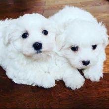 Maltese Puppies Available Male & Female. contact( clintonrinyuh@gmail.com) Image eClassifieds4U