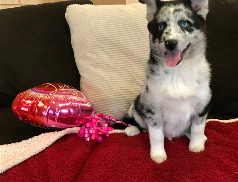 Male and Female Pomsky Puppies Available 716 402 8078 Image eClassifieds4u