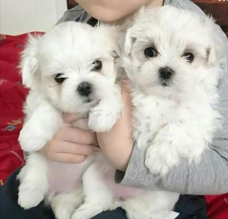 Maltese Puppies Available Male & Female. contact( clintonrinyuh@gmail.com) Image eClassifieds4u