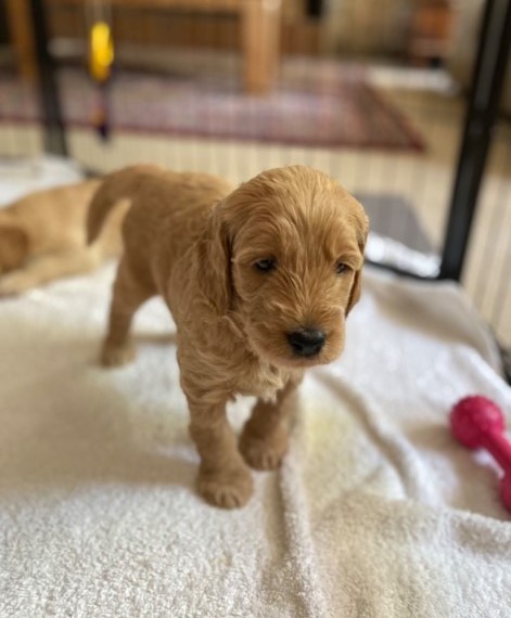 Mini Goldendoodle Puppies Image eClassifieds4u