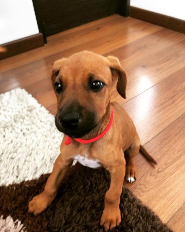 Rhodesian Ridgeback puppies available Image eClassifieds4u