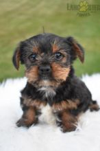 Adorable outstanding Yorkie Puppies 8722557043