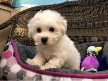 ;;lllkm Bichon Frise puppy for home (716) 402 8078