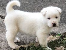 Absolute Joyful Akita For Sale (716) 402 8078