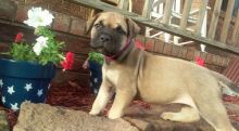 Admirable baby Neapolitan Mastiff Available (716) 402 8078