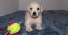 Adorable Golden Retriever Puppies (716) 402 8078