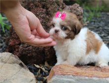 Adorable Male And Female Shih Tzu Puppies (716) 402 8078