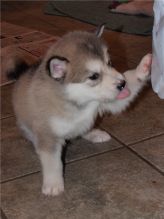 Alaskan Malamute Puppies (716) 402 8078