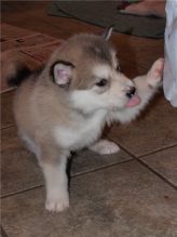 Alaskan Malamute Puppies (716) 402 8078