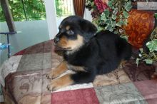 Amazing Rottweiler Puppies Ready (716) 402 8078