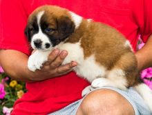 Beautiful Saint Bernard Puppies For Sale (716) 402 8078